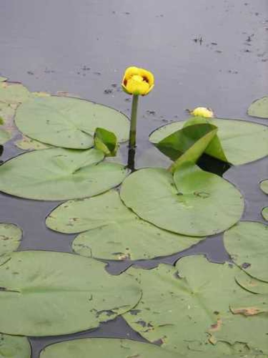 <p>Nuphar variegata</p>