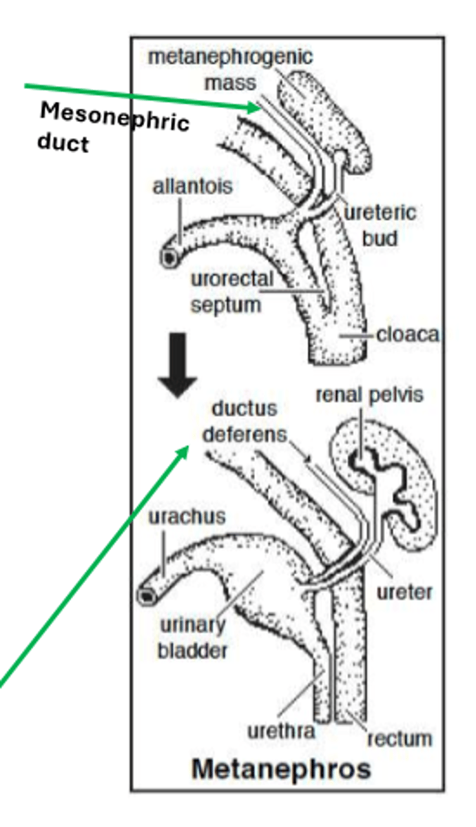 <p>mesonephric duct, metanephric mesenchyme/mass</p>