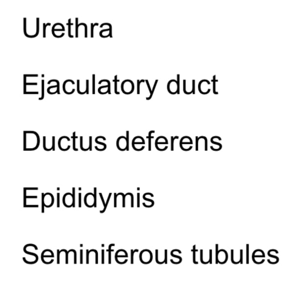 <p>What is path that sperm travel through male reproductive tract? (order structures)</p>