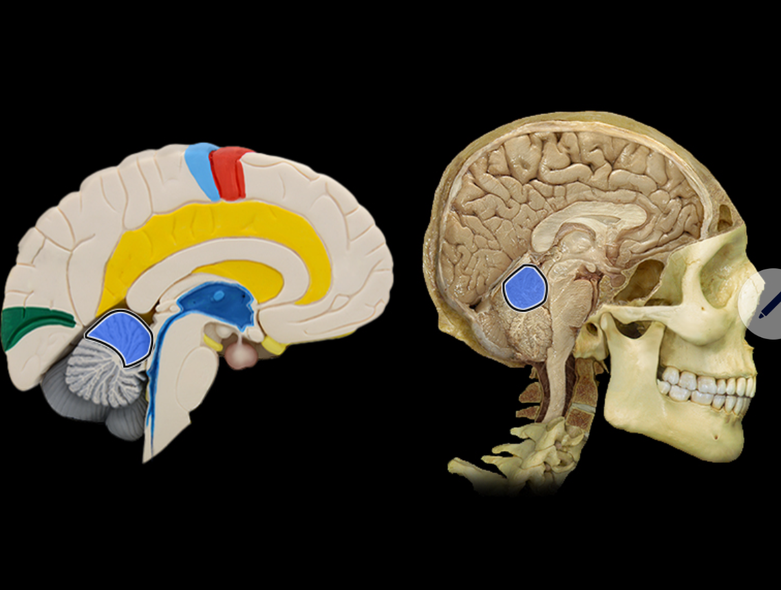 <p>Location:</p><ul><li><p>Cerebellum</p></li></ul><p>Description:</p><ul><li><p>The most anterior lobe of the cerebellar hemisphere</p></li><li><p>There is a right and left hemisphere of the cerebellum</p></li></ul><p></p>
