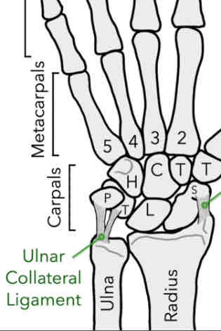 <p>Connects the end of the ulna bone to the pisiform and triquetrum</p><p>*prevents the bone from over-adduction</p>