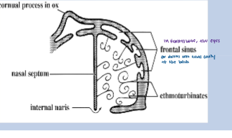 <p>The frontal sinus communicates directly with the Nasal cavity. </p><p>Horse</p>