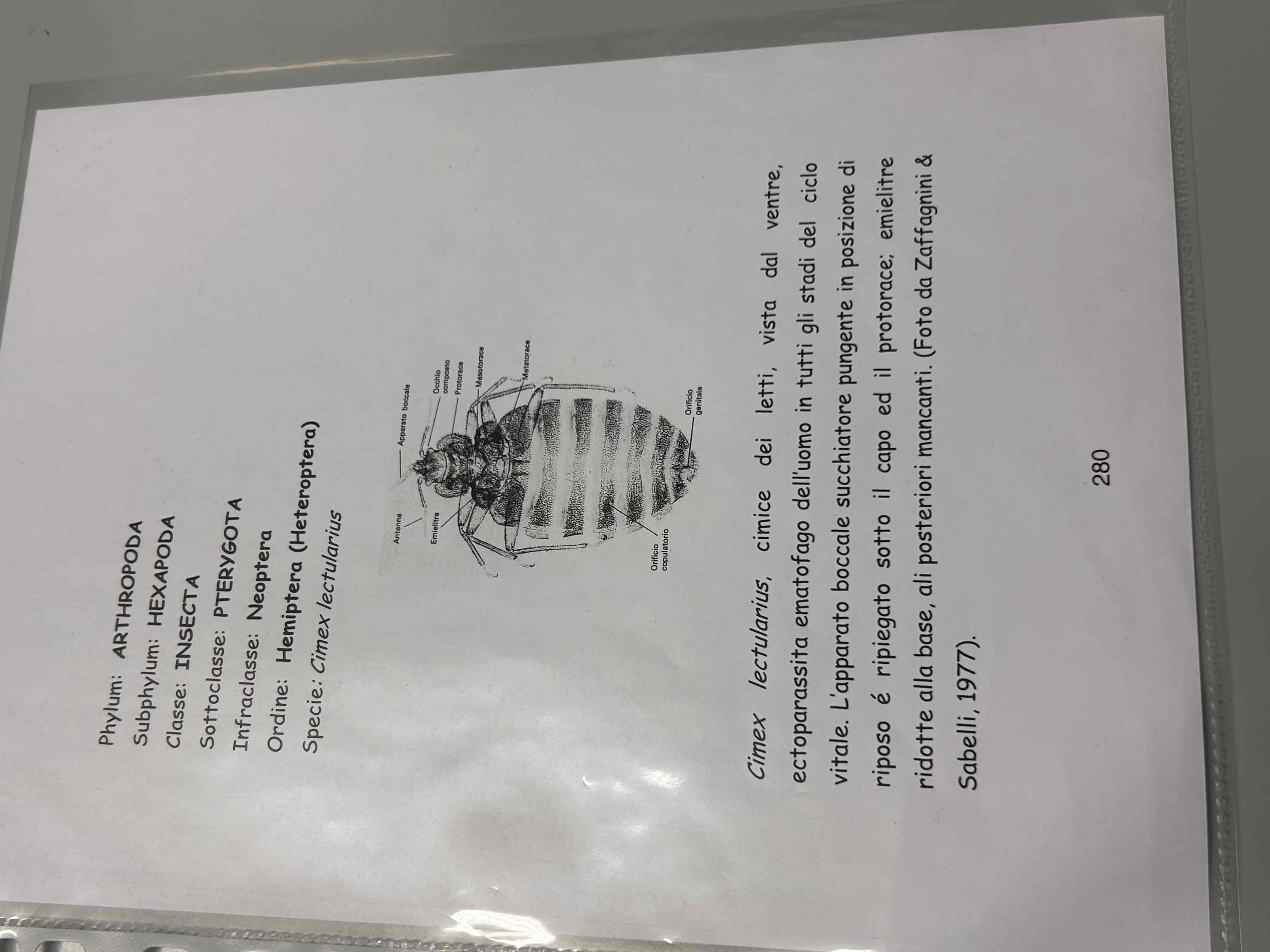 <p>Artropodi</p><p>Esapodi</p><p>Insetti</p><p>Pterygota</p><p>Neotteri</p><p>Eterometaboli</p><p>Hemiptera</p><p>Cimex lectularius</p>