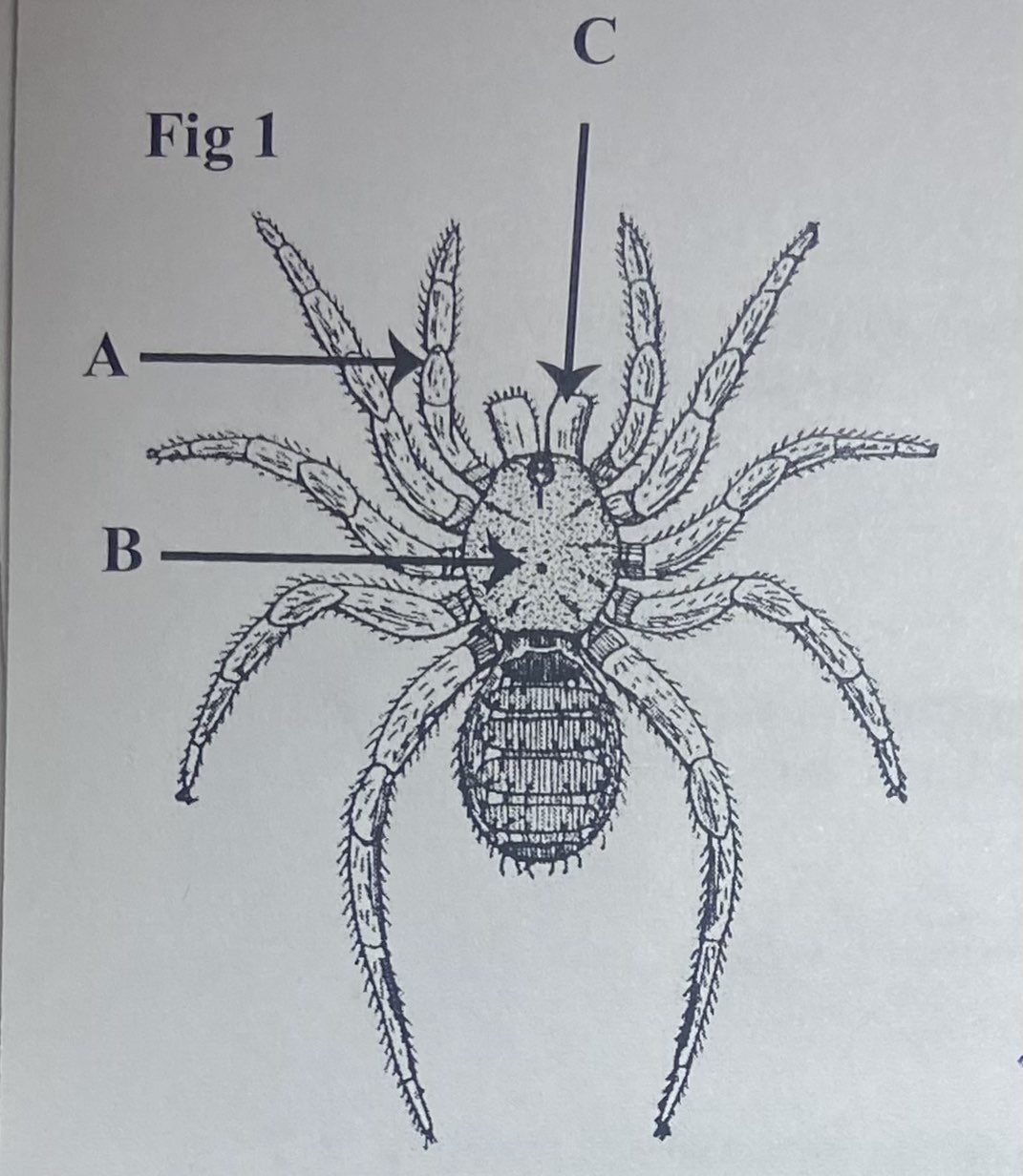 Arrow B indicts which body region?