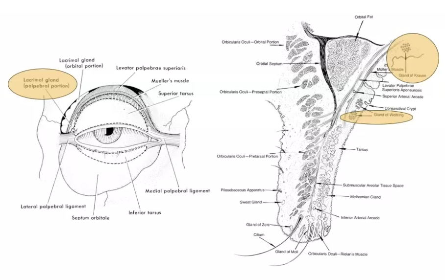 <ol start="2"><li><p>middle layer - aqueous&nbsp;</p></li></ol><p></p>
