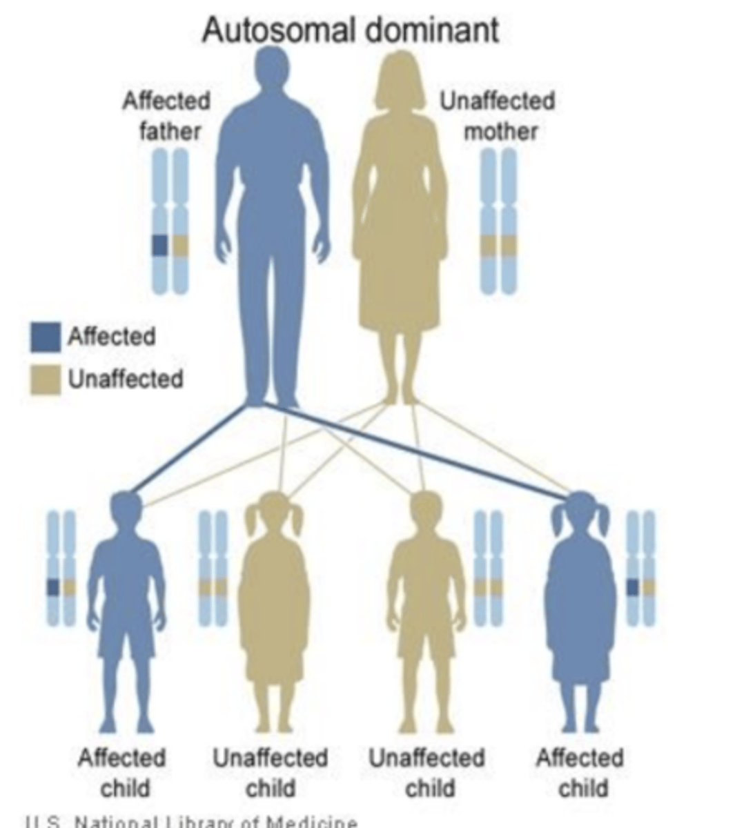 <p>-autosomal dominant pattern</p>