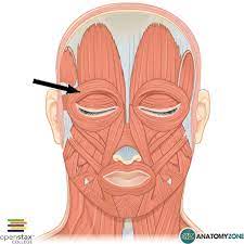 <p>closes eyelid "winking muscle"</p><p>surrounds the eyes </p>