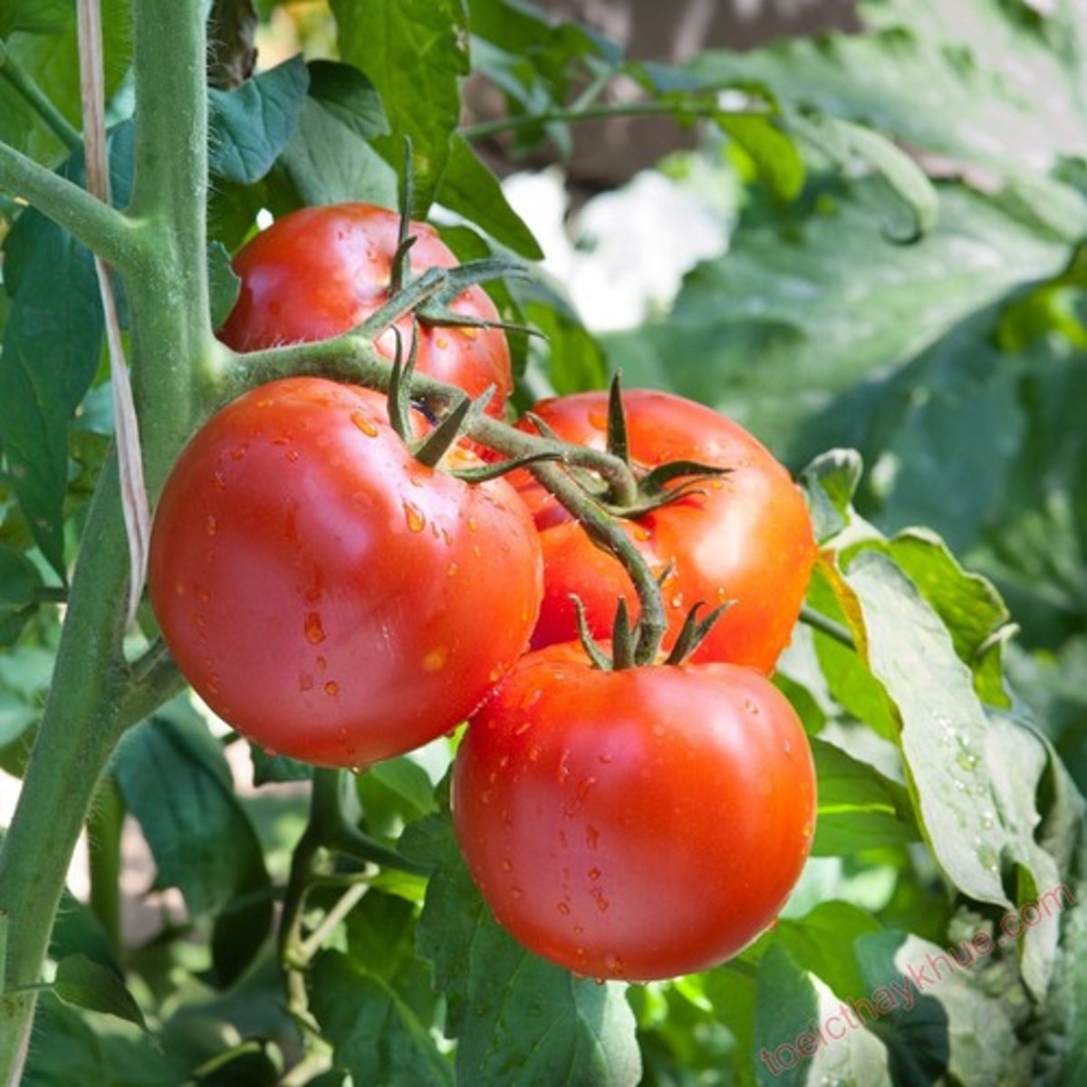 <p>Cây đang phát triển tốt</p>