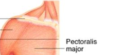<p>breast</p>