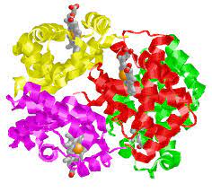 <p>Proteins consisting of multiple polypeptide chains</p>