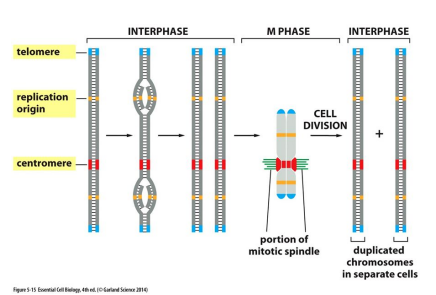 <p>Special sequence where the replication of DNA begins</p>