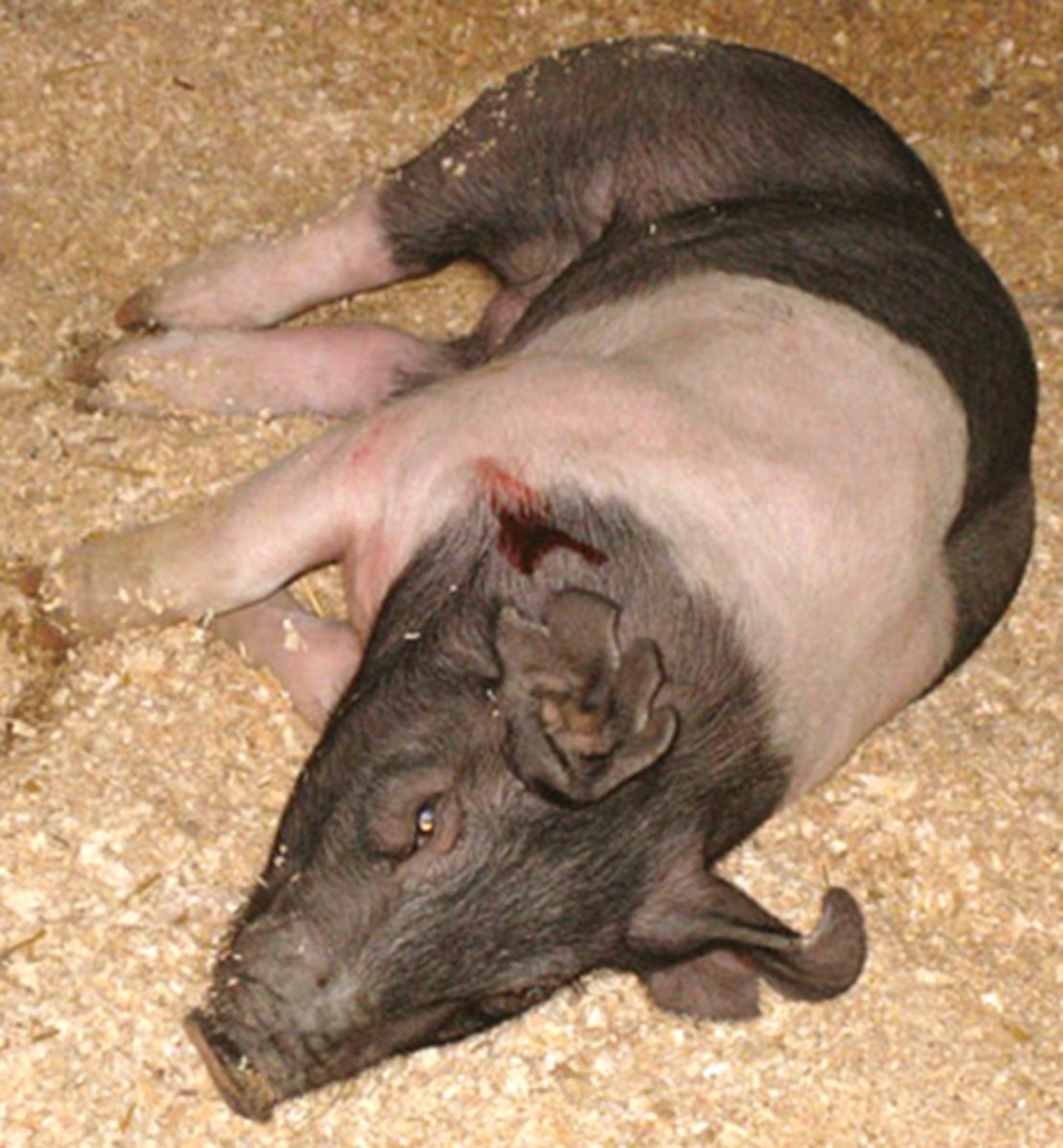 <p>1. Pig 15 minutes after IM injection of TKX</p><p>2. Blood on the neck was where the IM injection was placed</p>