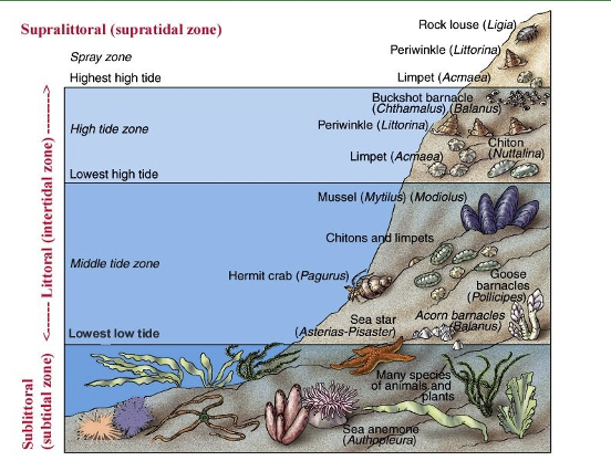 The distribution of plants or animals into specific zones according to such parameters as altitude or depth, each characterized by its dominant species.