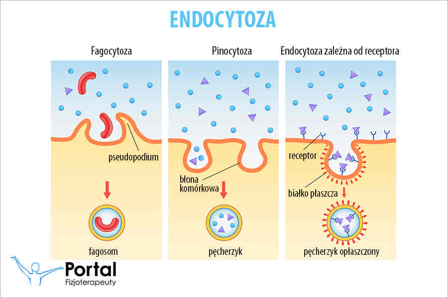 <p style="text-align: center"><strong>Endocytoza</strong></p>