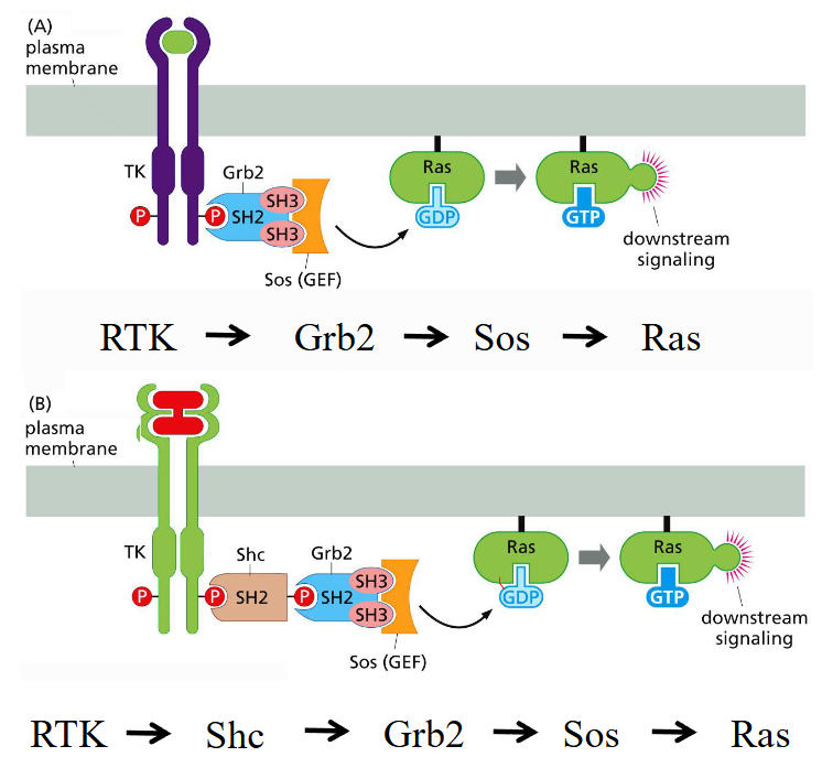 <p>Why are intermolecular links forged by the Grb2 and Shc bridging proteins important?</p>