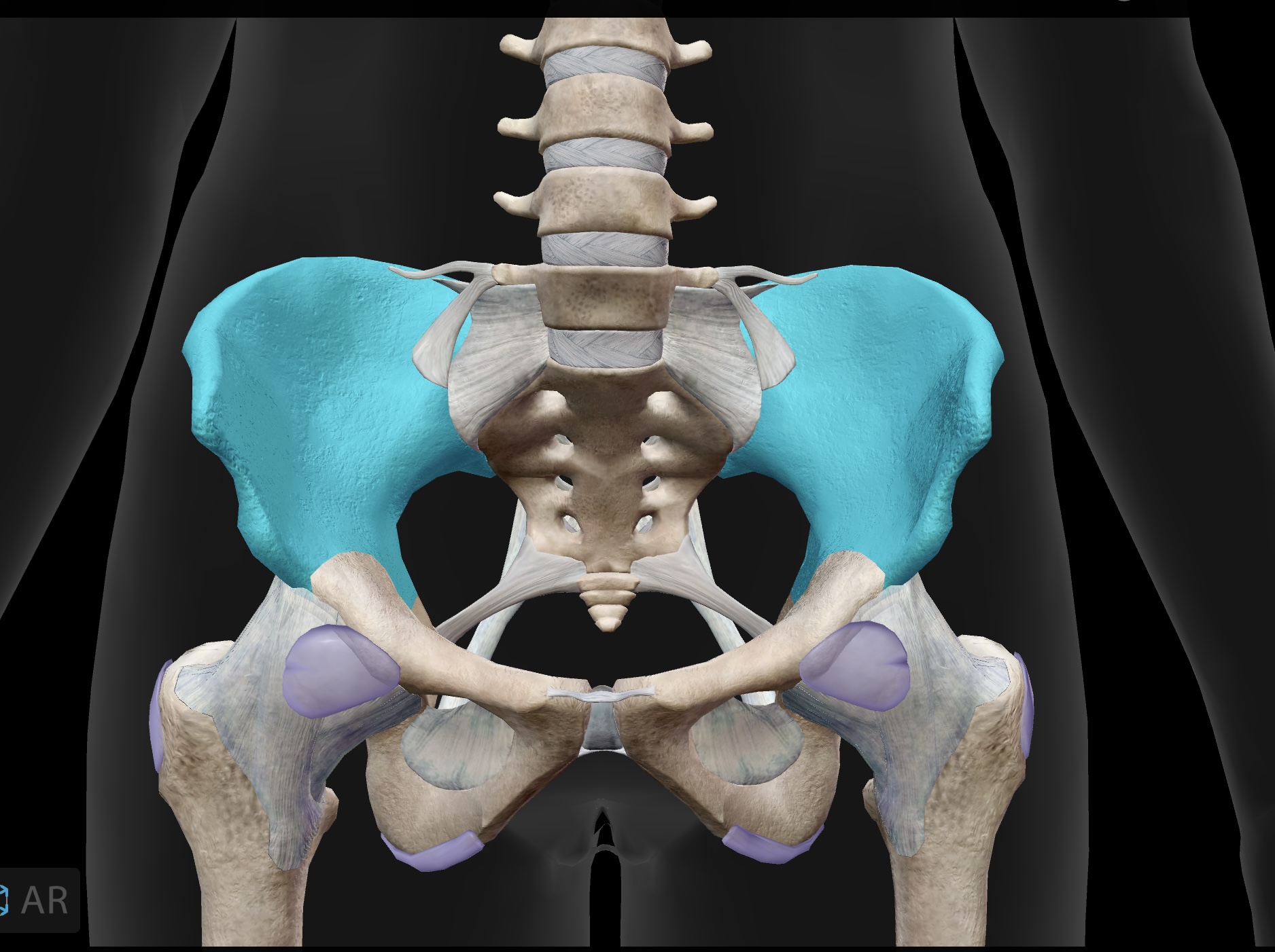 <p>(large butterfly wing) — the most superior of the bones of the os coxae</p>