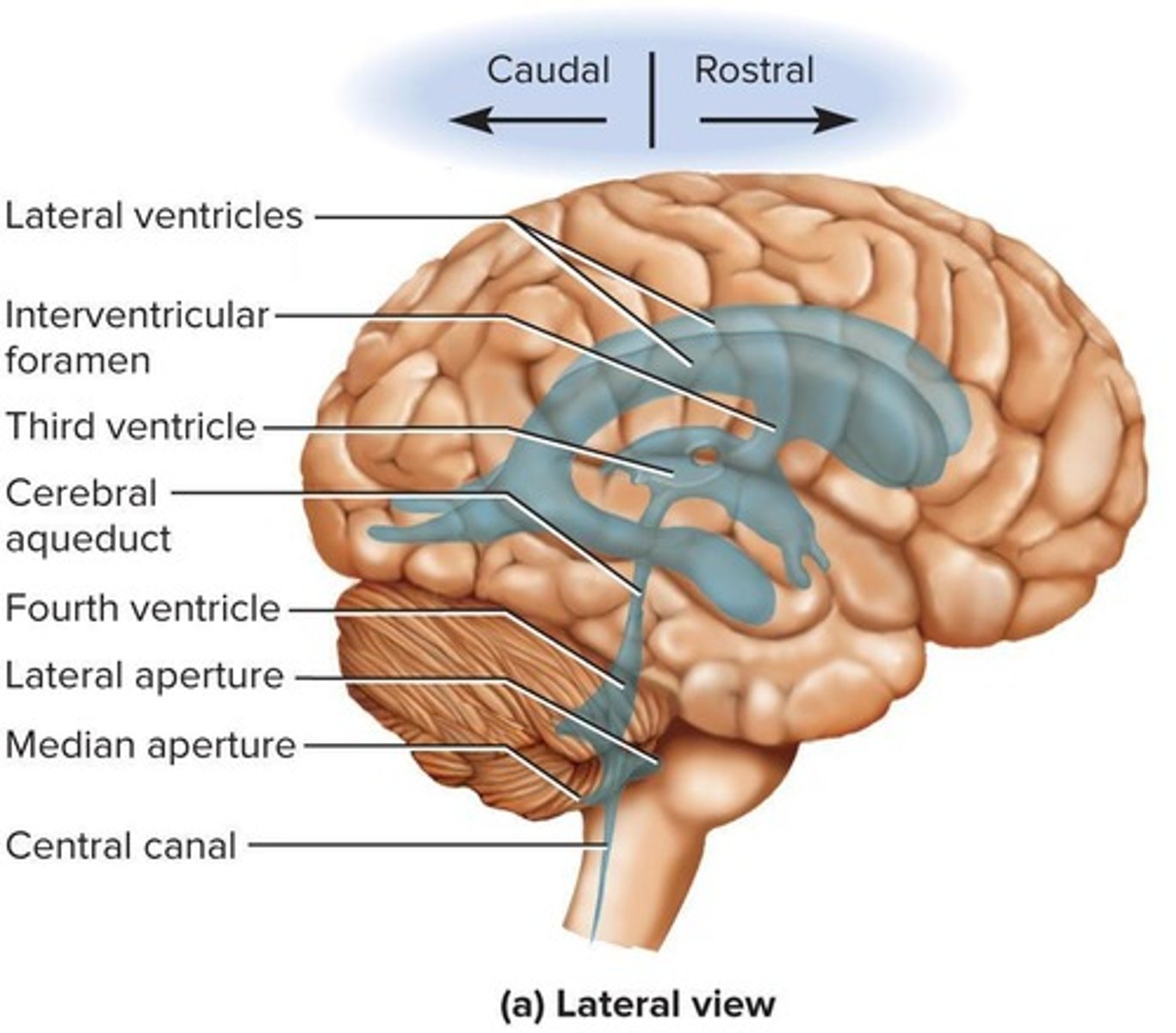 <p>Ventricles.</p>