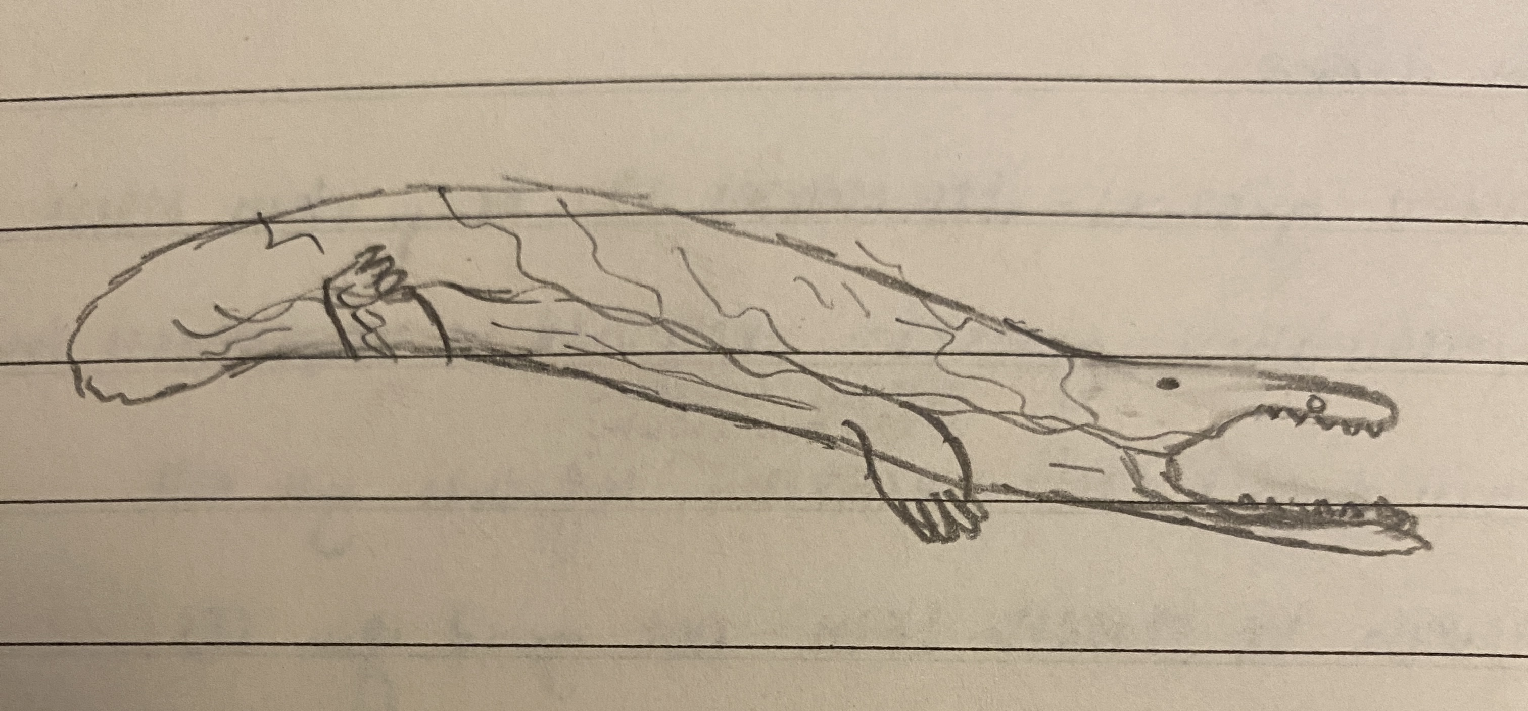 <p>largest salamander</p><p>found in E. US, E. China, S. Japan</p><p>4 species</p><p>lidless eyes, baggy skin, shovel like</p>