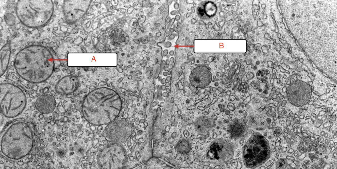 term image