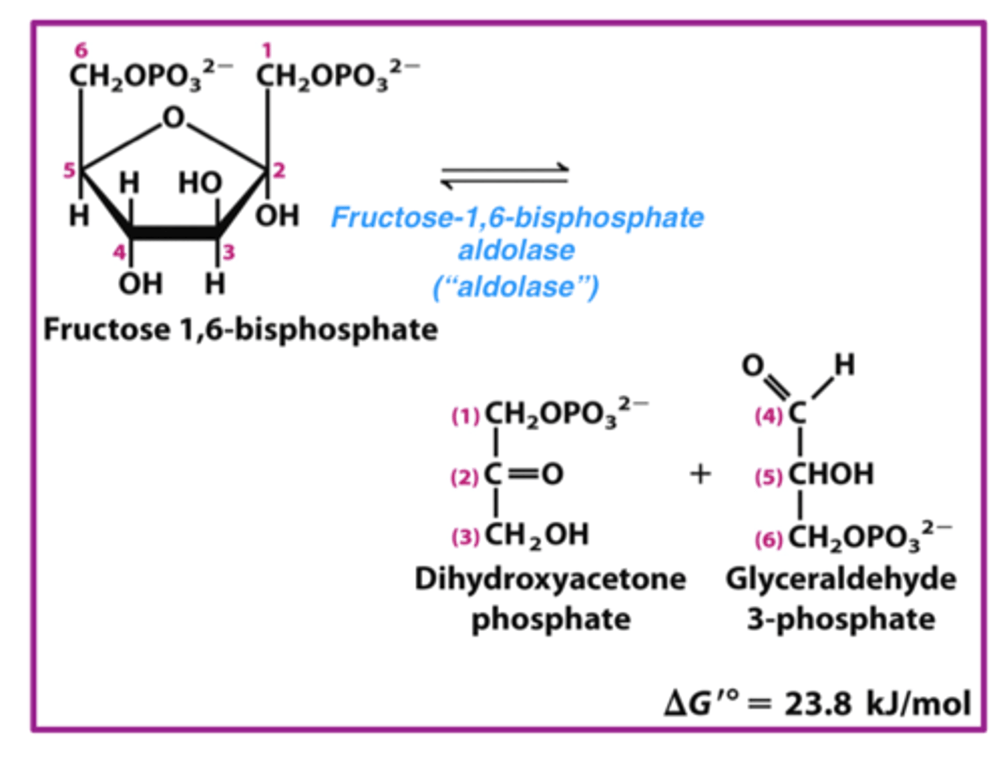 <p>fructose-1,6-bisphosphate is split into two 3-carbon molecules</p>