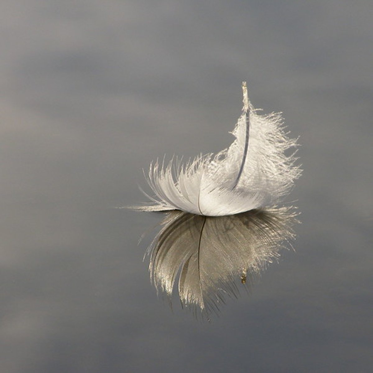 <p>feather</p>