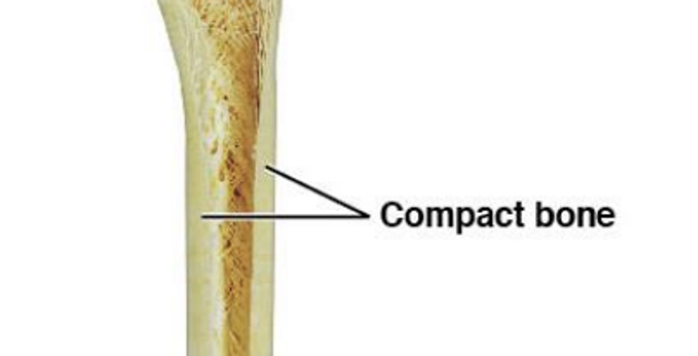 <p>- dense &amp; solid</p><p>- Forms walls of bone</p><p>- Parallel compression</p>