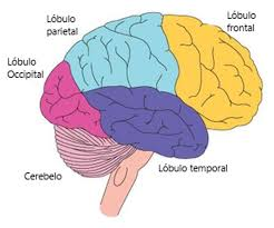 <ul><li><p><mark data-color="red"><strong>Corteza cerebral</strong></mark><strong>:</strong> más grande; por materia gris; percepción, imaginación, juicio y sensaciones</p></li><li><p><mark data-color="red">Lóbulos:</mark></p><ul><li><p><mark data-color="yellow"><strong>Frontal:</strong></mark> Delantero; <u><strong>movimiento</strong></u> voluntario, personalidad, sentimientos, lenguaje.</p></li><li><p><mark data-color="yellow"><strong>Parietal:</strong></mark> bajo lóbulo frontal; <u><strong>sensación de tacto</strong></u>, dolor, gusto, espacio.</p></li><li><p><mark data-color="yellow"><strong>Temporal:</strong></mark> al lado de la cabeza y se localiza en el Área sensitiva del Lenguaje de Wernicke; <u><strong>habla, memoria, equilibrio y el olfato.</strong></u></p></li><li><p>$$<strong>Occipital:</strong>$$Parte posterior del encéfalo; <u><strong>visión, interpretación de imágenes visuales.</strong></u></p></li></ul></li></ul>