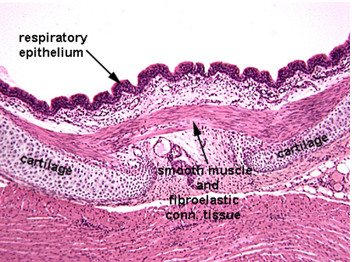 <p><strong>Trachea</strong></p><p><em>C-shaped cartilage ring obsverable. Smooth muscle observable</em></p>