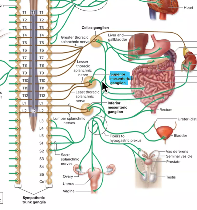 <ul><li><p><strong>Lesser and least thoracic splanchnic nerves enter</strong></p></li><li><p>Postganglionic axons innervate small intestine, large intestine, pancreas, kidneys, ureters <strong>(digestive, kidneys)</strong></p></li><li><p><strong>T10-T12</strong></p></li></ul><p></p>