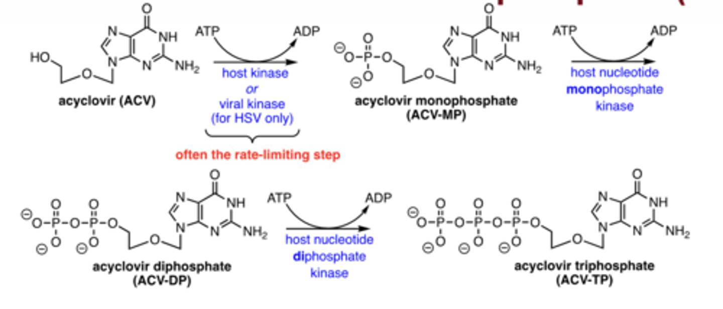<p>phosphorylation → mono → di → triphosphate (active form)</p>