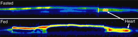 <p>Positron emission tomography (PET) images of fasted and fed (1 DPF) Burmese python</p>