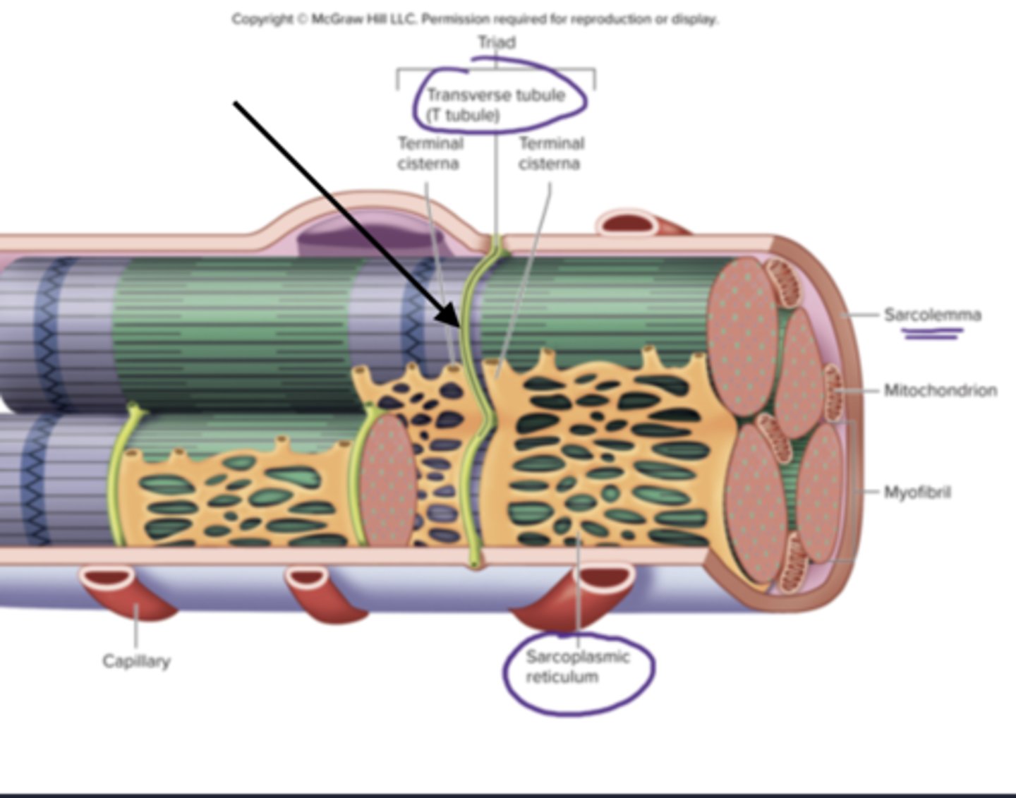 <p>transverse tubules</p><p>tube like inward folds of the sarcolemma, found at regular intervals among the muscle fiber, carries electrical impulses to the center of the muscle fiber</p>