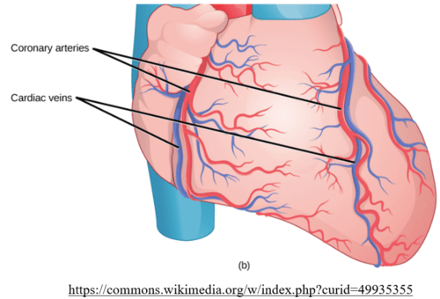 <p>coronary circulation</p>