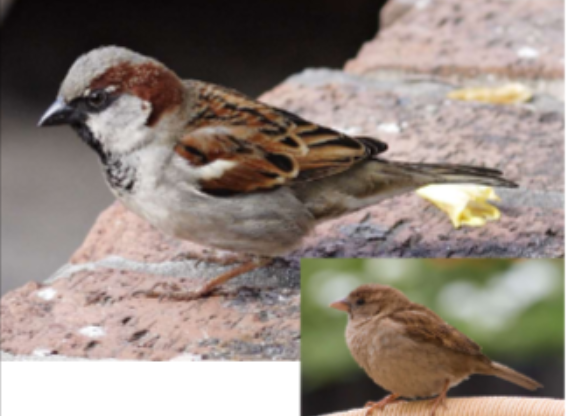 <p>Habitat: Land. </p><p>Övrigt: Frön, frukter, insekter med mera. Förväxlas med pilfink men är något större samt grå på huvudet. </p><p>Stannfågel. </p>