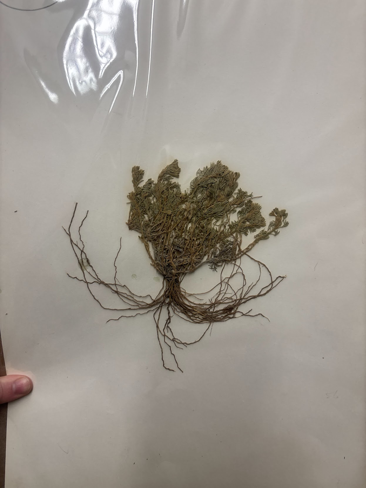 <p>Anthemidieae - Artemisia frigida - fringed sagebrush </p><p></p>