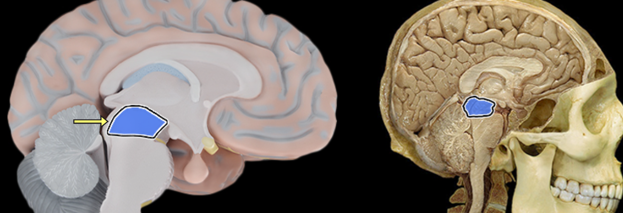 <p>Mesencephalon</p>