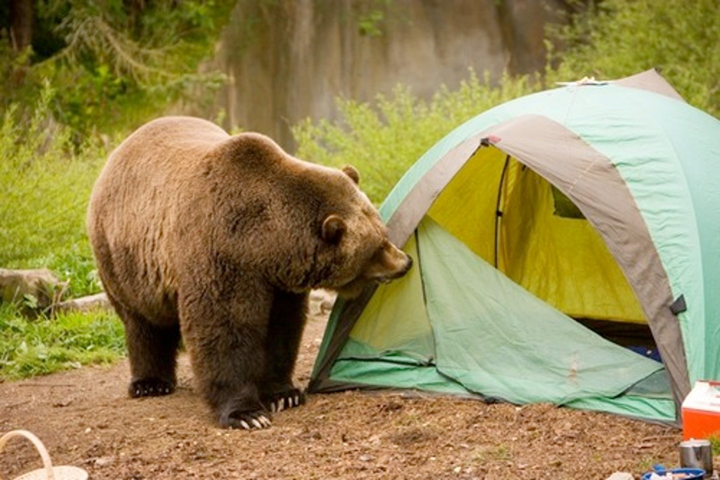<p>to camp</p>