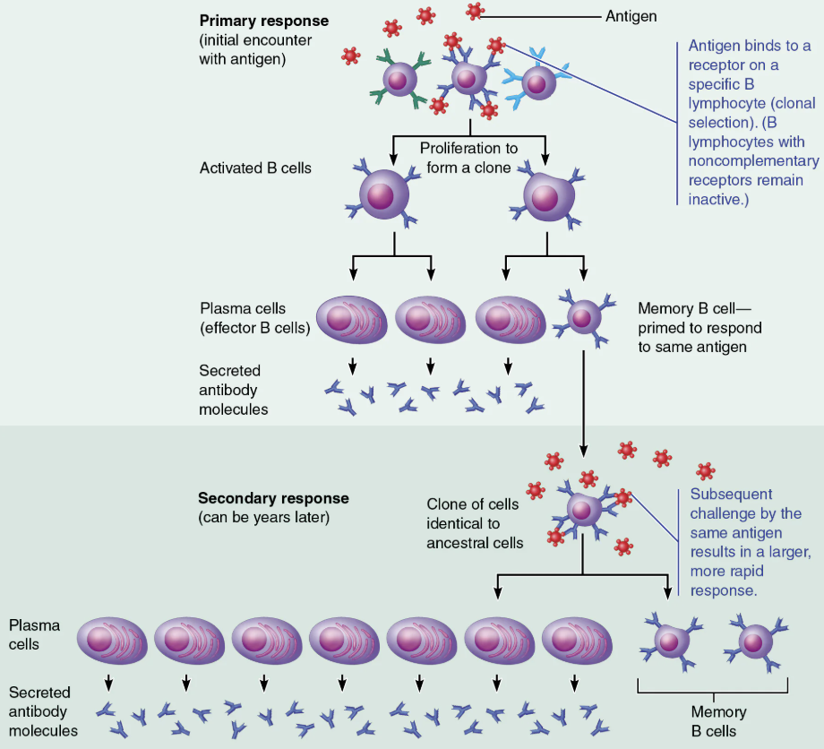 <p>When <strong><mark data-color="blue" style="background-color: blue; color: inherit;">B cell</mark></strong> encounters target antigen → <span style="color: blue;"><strong>antibodies</strong></span> specific for that particular antigen are then produced </p>