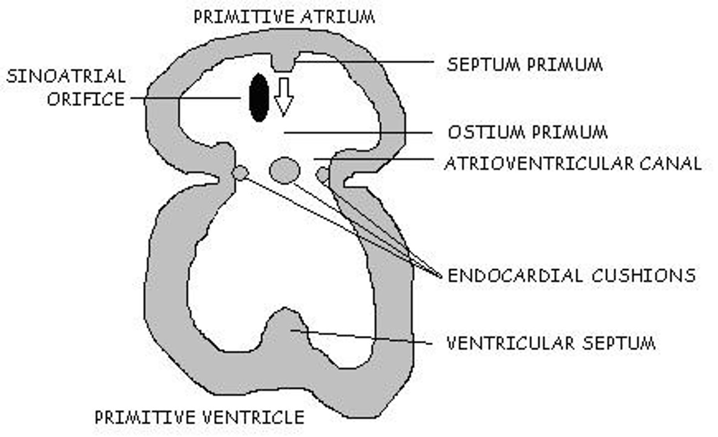 <p>They serve as primitive valves within the atrioventricular canal.</p>