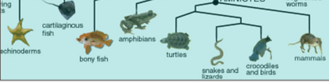 <p>all have spinal cords</p>