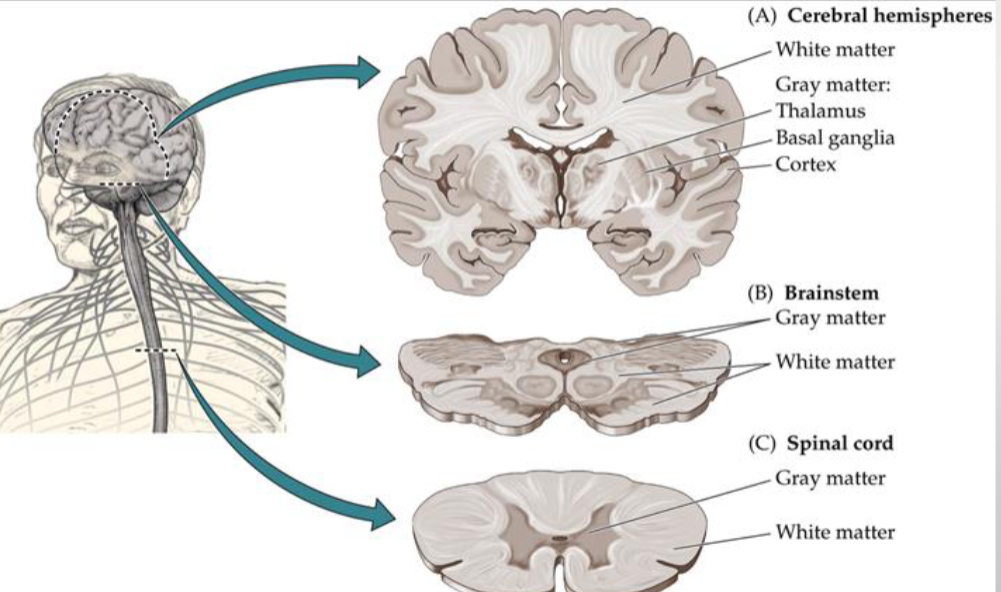 <p>=<strong> Signaling chanels or wiring</strong></p><ul><li><p>mostly <strong>axons</strong>, which are like <strong>wires that carry signals</strong> between different parts.</p></li><li><p>Depending on shape/location, bundles of axons get different names: <strong>tract, fasciculus, lemniscus, peduncle, bundle</strong> (all basically “cables”).</p></li><li><p>Two big special ones:</p><ul><li><p><strong>Corpus callosum</strong> = the giant bridge of axons that connects the left and right brain hemispheres.</p></li><li><p><strong>Internal capsule</strong> = the “highway” that carries info up to the cortex and back down.</p></li></ul></li></ul><p></p>