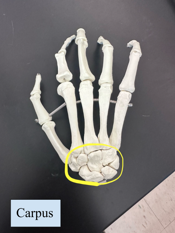 <p>Carpus</p>