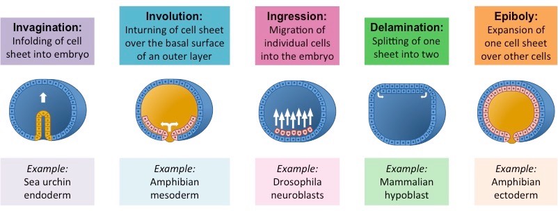 <p><strong>Types of Morphogenetic/Gastrulation Movements</strong></p><ol><li><p><strong>Invagination</strong></p><ul><li><p>_____ of the cell sheet into embryo</p><ul><li><p>much like indenting of a rubber ball when it is poked.</p></li></ul></li><li><p>Sea urchin endoderm</p></li></ul></li><li><p><strong>Involution</strong></p><ul><li><p>_______ of cell sheet over the basal surface of an outer layer</p></li><li><p>Amphibian mesoderm</p></li></ul></li><li><p><strong>Ingression</strong></p><ul><li><p>______ of individual cells into the embryo</p></li><li><p>Drosophila neuroblasts</p></li></ul></li><li><p><strong>Delamination</strong></p><ul><li><p>_____ of one sheet into two</p></li><li><p>Mammalian hypoblast</p></li></ul></li><li><p><strong>Epiboly</strong></p><ul><li><p>_____ of one cell sheet over other cells</p></li><li><p>Amphibian ectoderm</p></li></ul></li></ol>