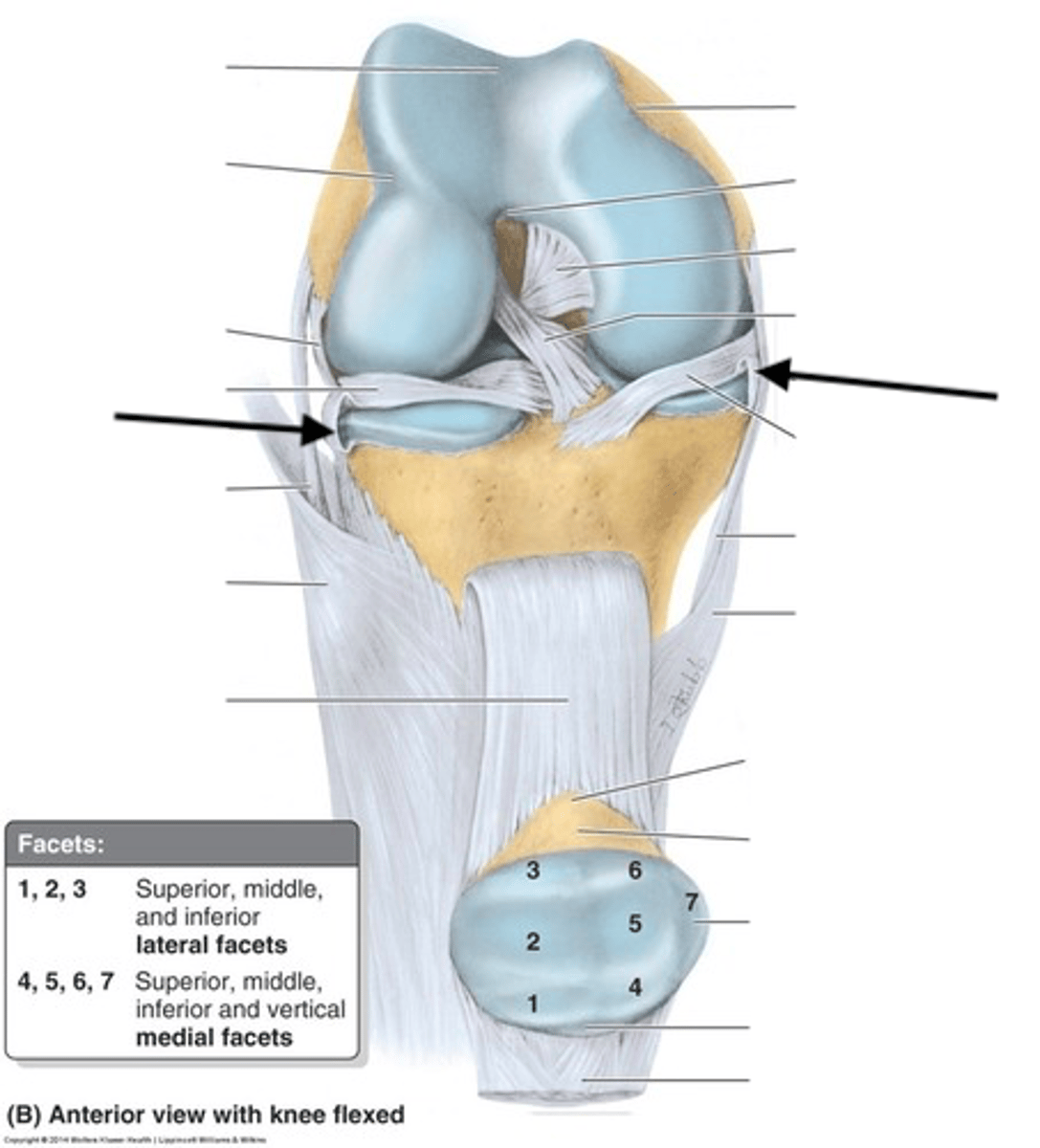 <p>attaches medial and lateral miniscus to the tibia</p>
