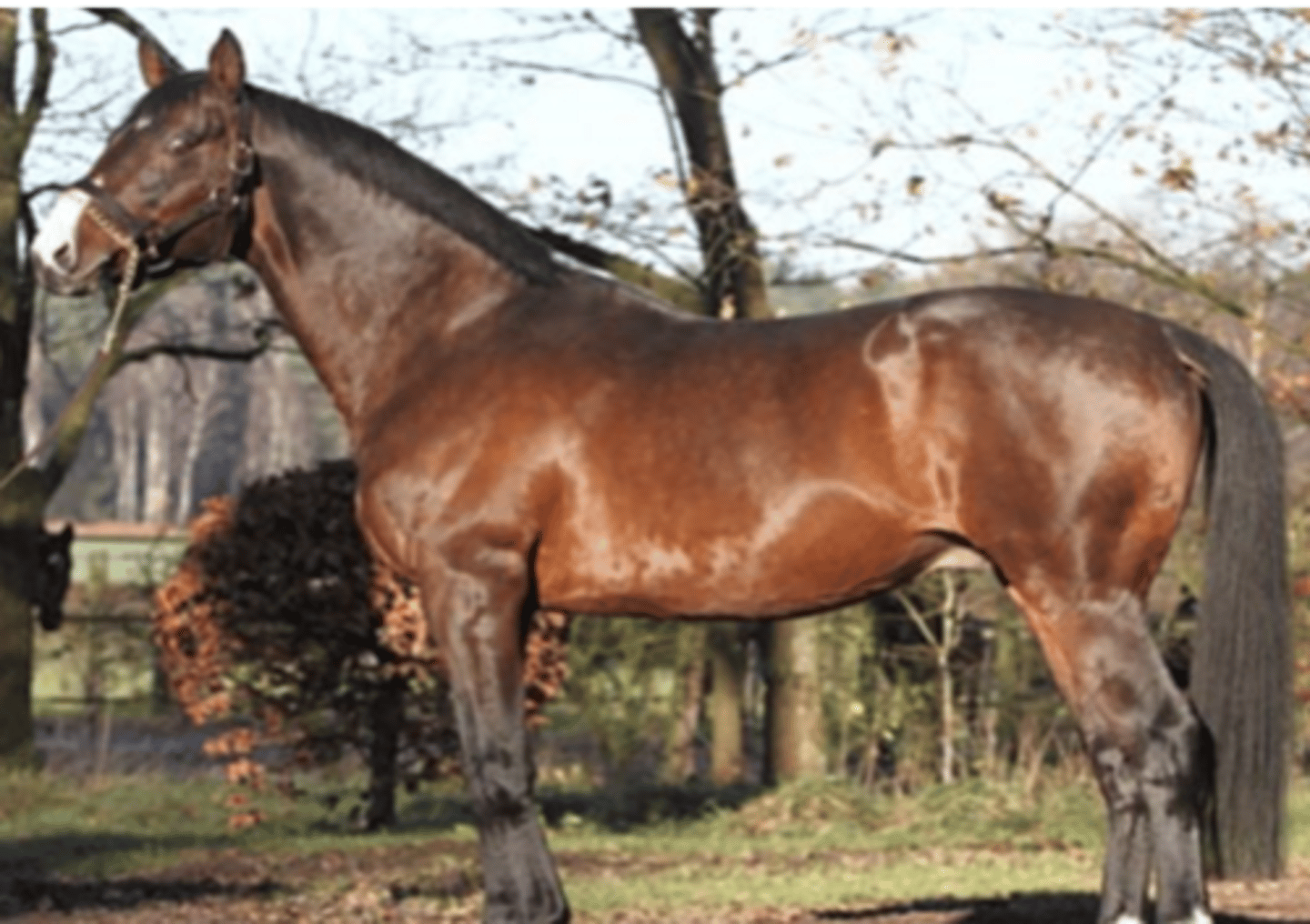 <p>Long legs, Eumetric, racing horse</p>