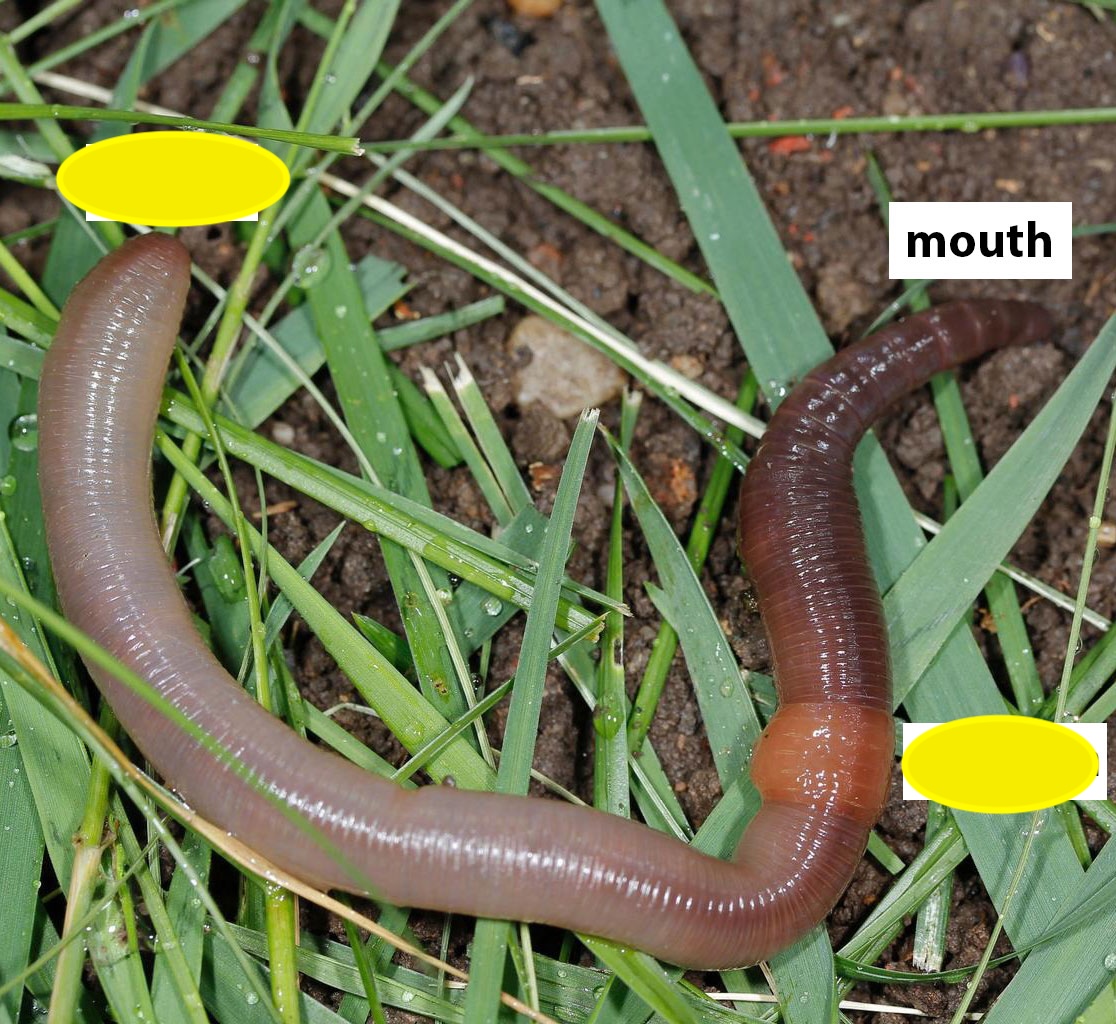 <p>Mouth function </p>