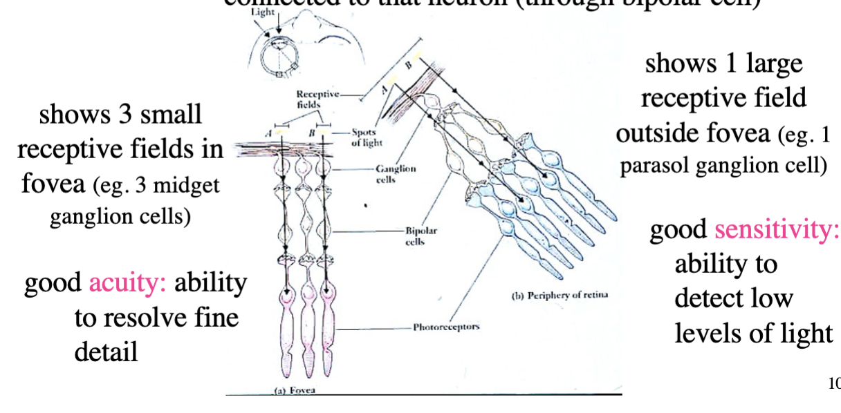 <p>region on retina and corresponding region in visual space in which visual stimuli influence neuron’s firing rate - neuron firing rate increases when light shines on the specific spot</p><ul><li><p>ganglion cell rf size determined by number of photoreceptors connected to that neuron (through bipolar cell)</p></li></ul><p></p>