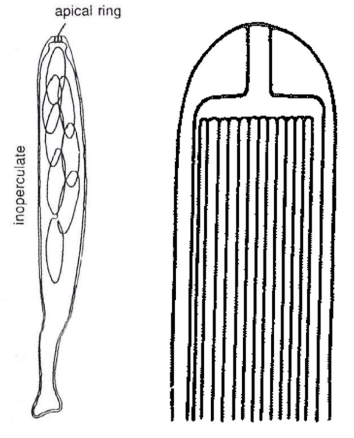 No operculum (lid)
Elastic ring mechanism in the tip
Found in mostly perithecial ascomata and some apothecial 