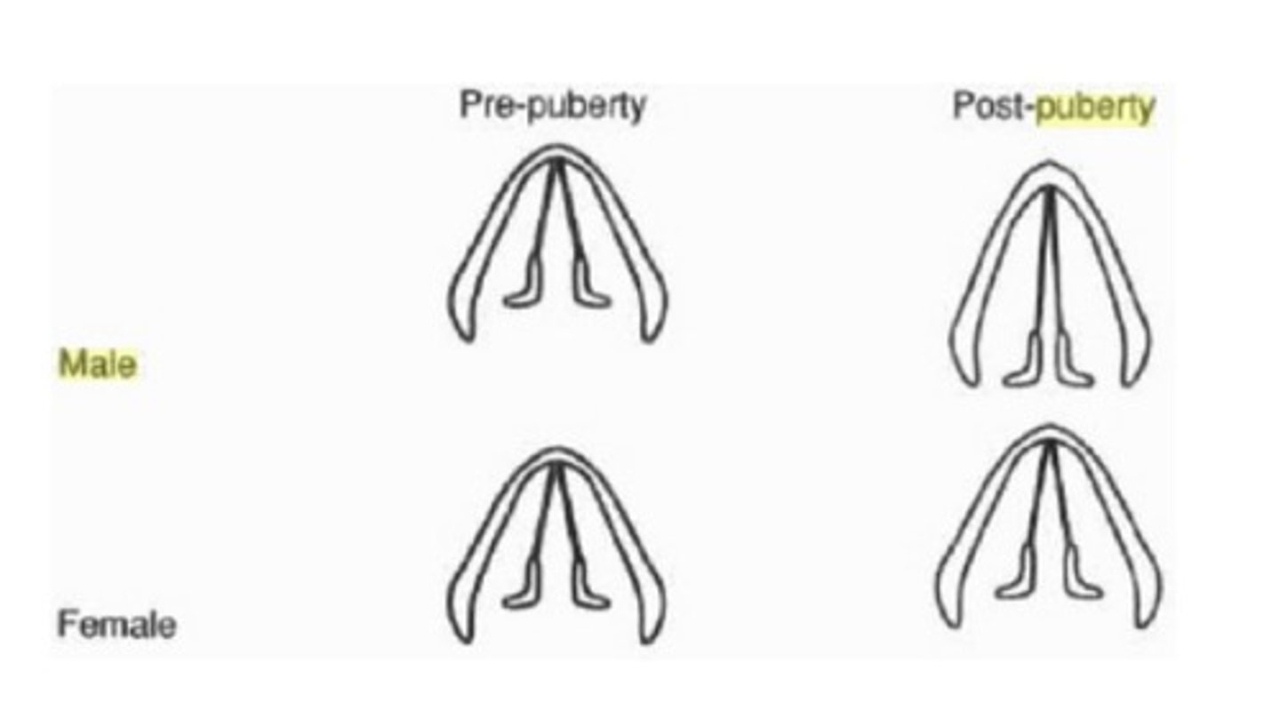 <p>longer/thicker vocal folds</p>