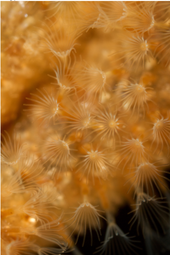 <p>What phylum do these animals belong to, and what is its mode of feeding?</p>